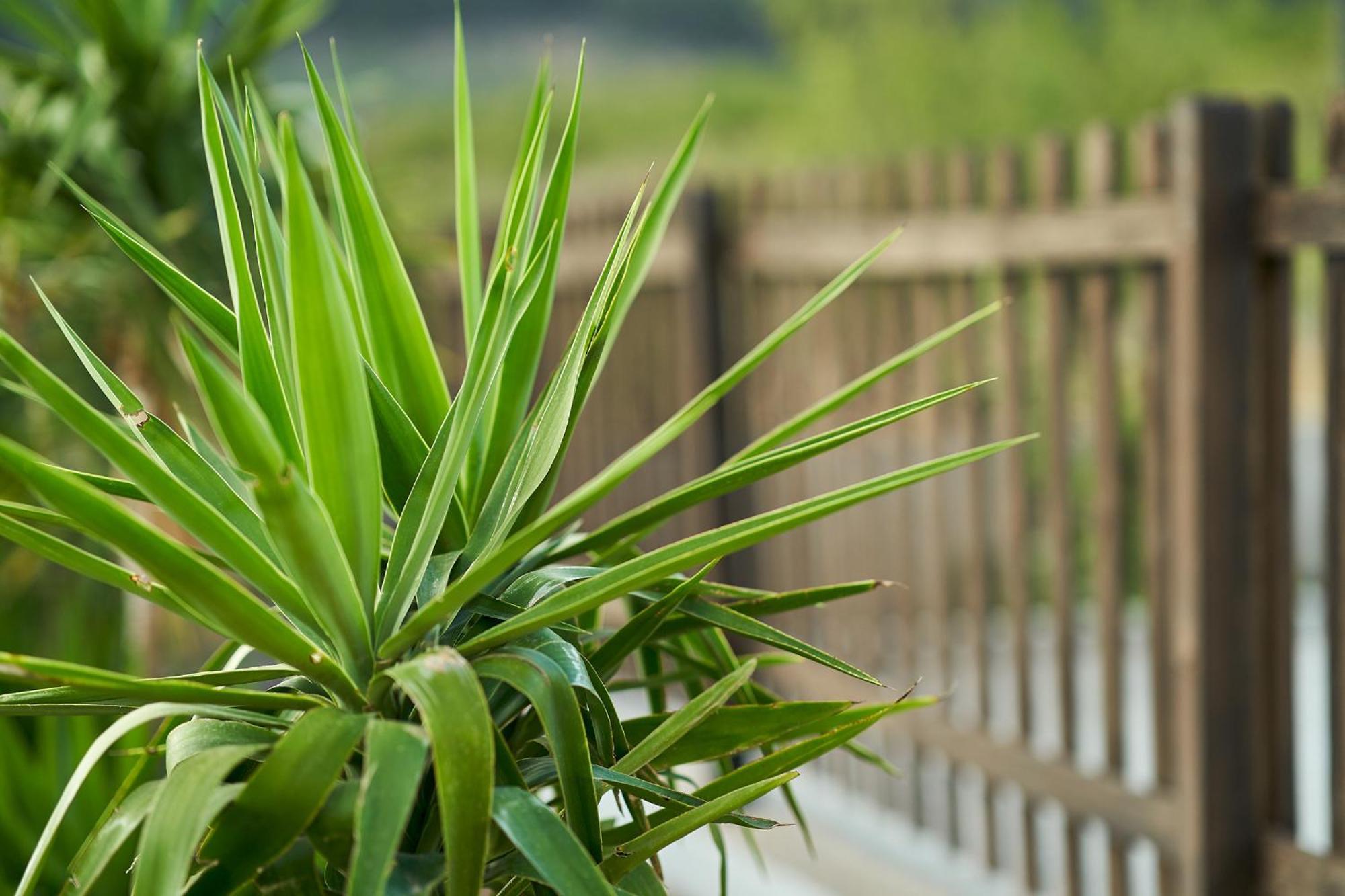 Villa Canela Illora Ngoại thất bức ảnh